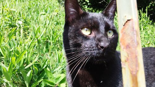 Portrait of black cat on grass