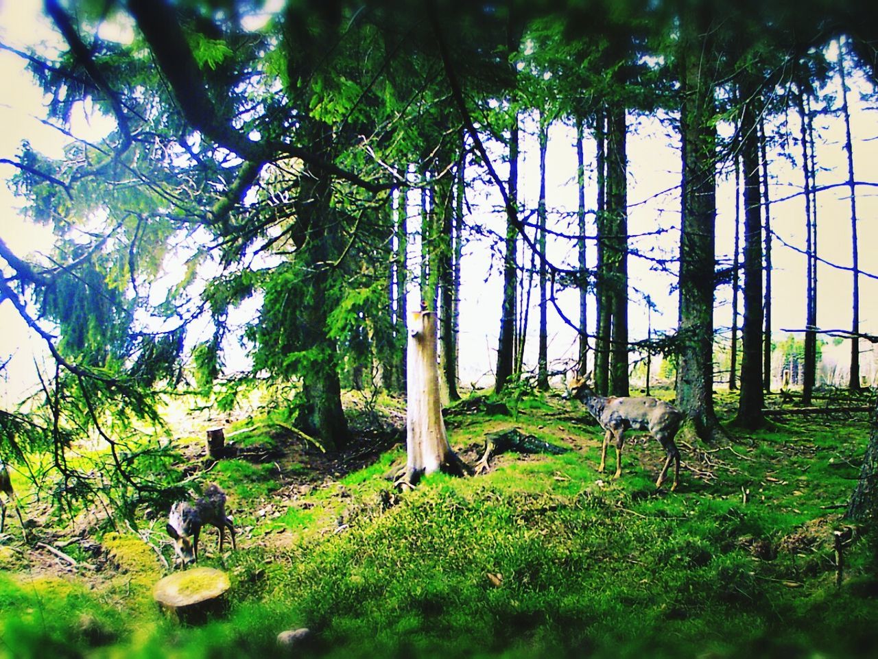 TREES ON GRASSLAND