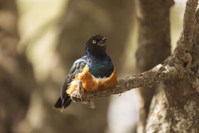 Close-up of a bird perching on branch