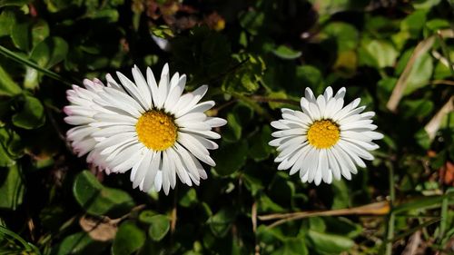 Close-up of white daisy flowers