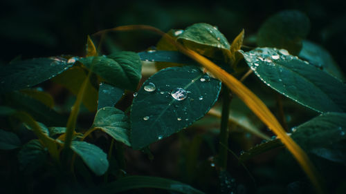 Close-up of wet plant leaves