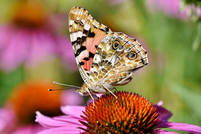 Close-up of butterfly pollinating on flower