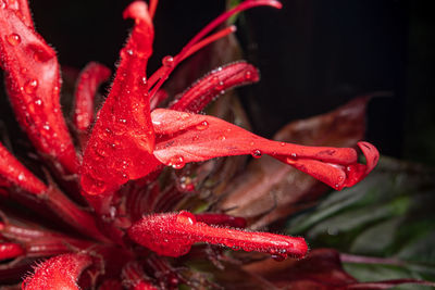 Close-up of wet red flower
