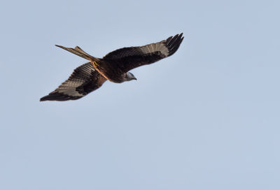 Low angle view of eagle flying against clear sky