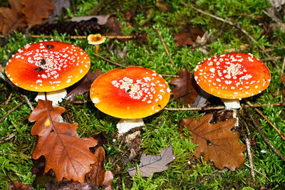 High angle view of fresh wet mushrooms on field