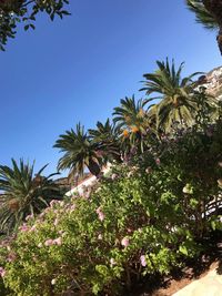 Low angle view of flowering plants against clear blue sky