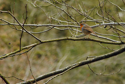 Low angle view of bird perching on branch