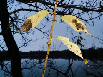 Low angle view of yellow leaves against sky