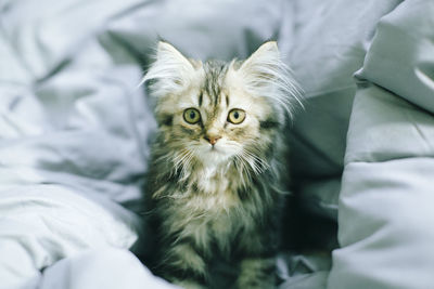 Portrait of cat sitting on bed at home