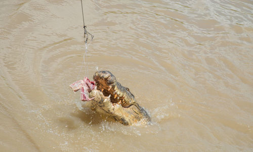 High angle view of fish swimming in sea