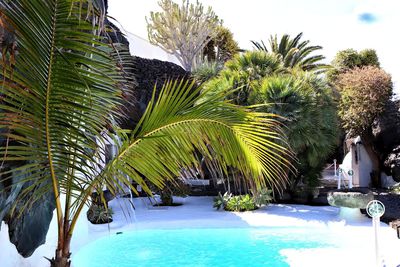 Palm trees in swimming pool