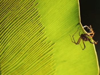 Close-up of insect on leaf