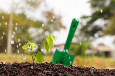 Close-up of plant growing on field