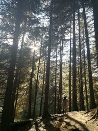 Trees growing in forest