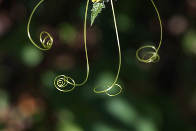 Close-up of bubbles