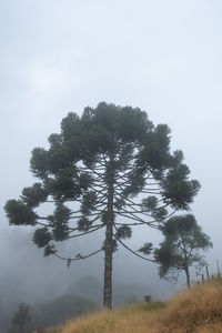 Tree on field against sky