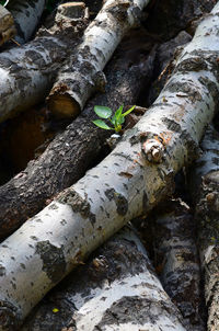 Close-up of log in forest