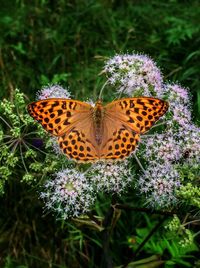 Close-up of butterfly on flower