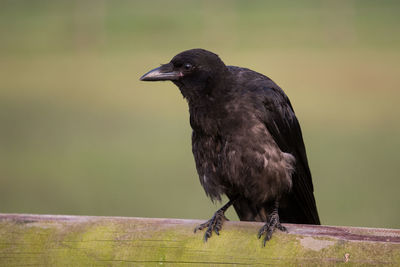 Close-up of rook perching on wooden railing