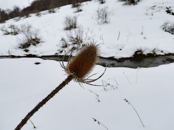 Close-up of snow on tree