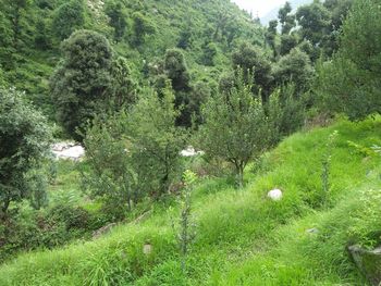 Scenic view of lush foliage