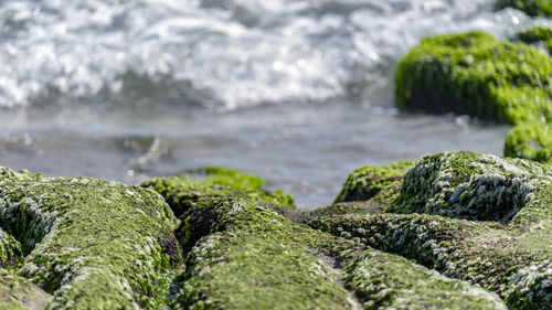 Close-up of moss on the seashore