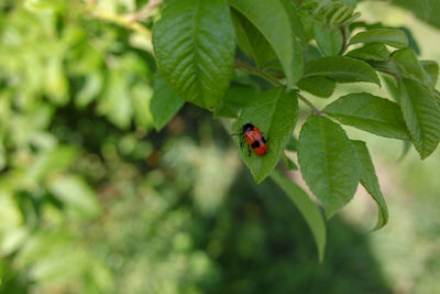 Close-up of ladybug on leaf