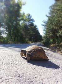 View of shell on road
