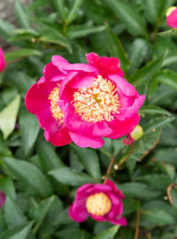 Close-up of pink flower