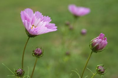 Close-up of pink flowering plant