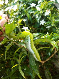 Close-up of insect on plant