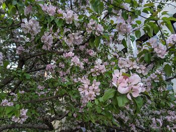 Close-up of pink cherry blossoms in spring