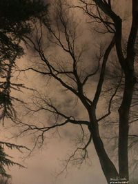 Bare tree against sky