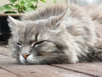 Close-up of a cat sleeping on wood