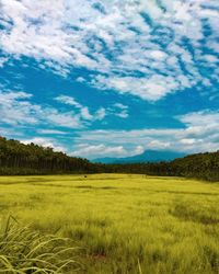 Scenic view of field against sky