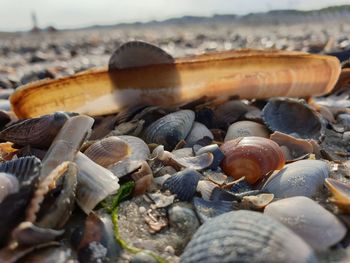 Close-up of shells on beach