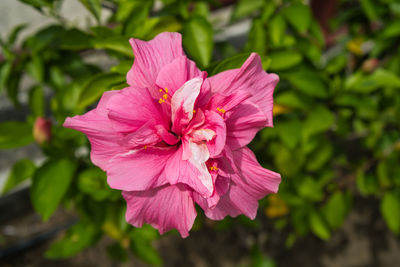 Close-up of pink hibiscus flower