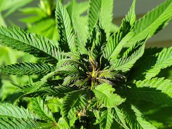 Close-up of fresh green plant