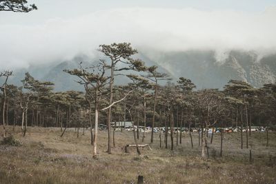 Trees on field against mountain in foggy weather