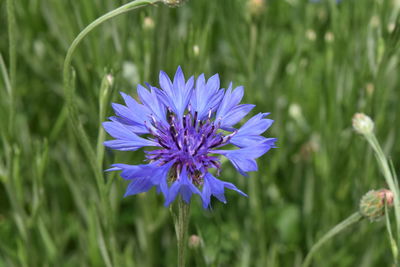 Close-up of purple flower blooming outdoors