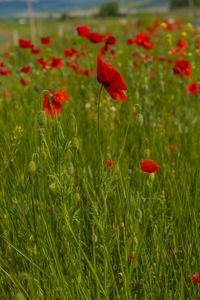 Close-up of red poppy flowers on field