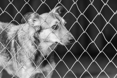 Cat looking through chainlink fence at zoo