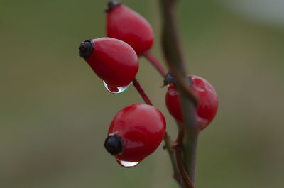 red