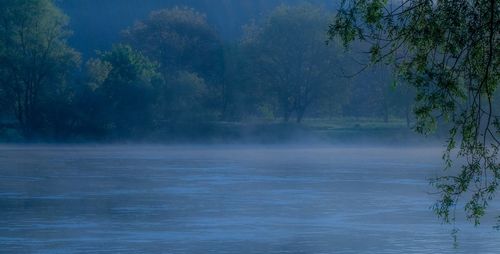 Scenic view of lake in forest