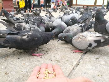 Low section of man feeding birds