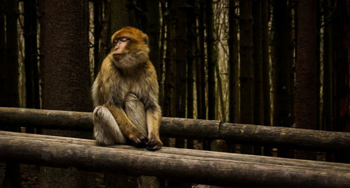 Monkey sitting on a tree