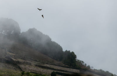 Bird flying over mountain against sky