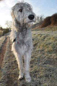 Close-up of dog on field against sky