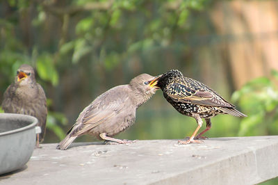 Birds perching on a wall