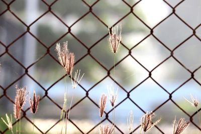 Close-up of plants against chainlink fence